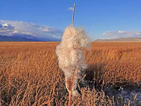 Broadleaf Cattail (Typha latifolia)