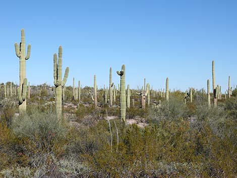 Saguaro (Carnegiea gigantea)