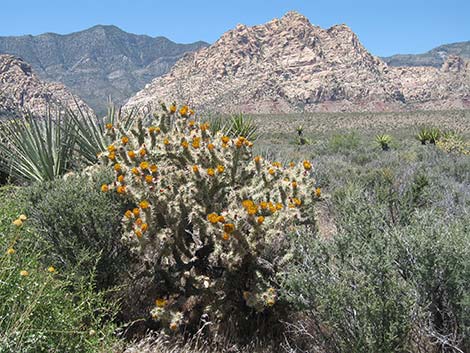 Buckhorn Cholla (Cylindropuntia acanthocarpa)