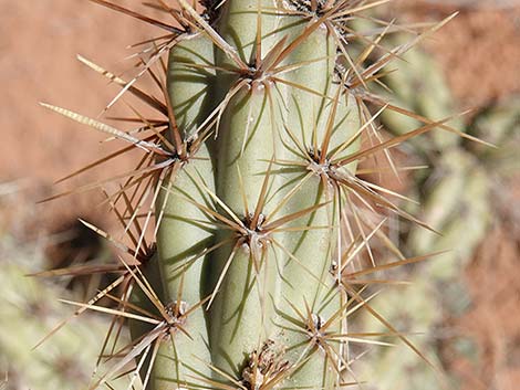 Buckhorn Cholla (Cylindropuntia acanthocarpa)