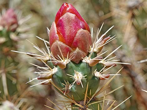 Buckhorn Cholla (Cylindropuntia acanthocarpa)