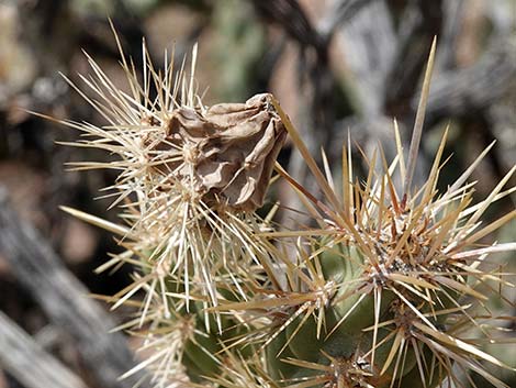 Buckhorn Cholla (Cylindropuntia acanthocarpa)