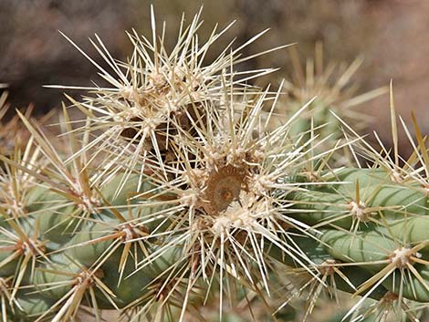 Buckhorn Cholla (Cylindropuntia acanthocarpa)