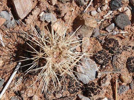 Buckhorn Cholla (Cylindropuntia acanthocarpa)