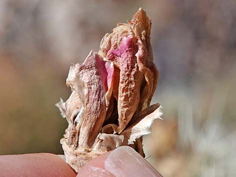 Buckhorn Cholla (Cylindropuntia acanthocarpa)