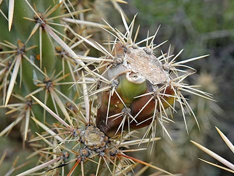 Buckhorn Cholla (Cylindropuntia acanthocarpa)