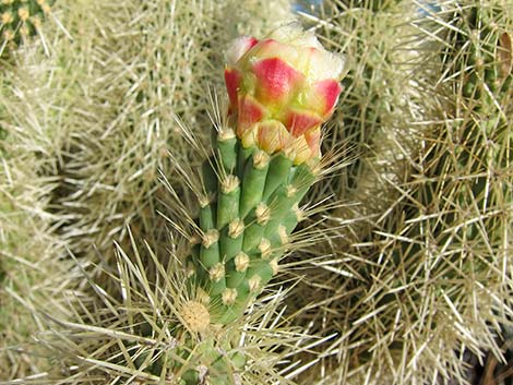 Teddybear Cholla (Cylindropuntia bigelovii)