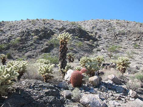 Teddybear Cholla (Opuntia bigelovii)