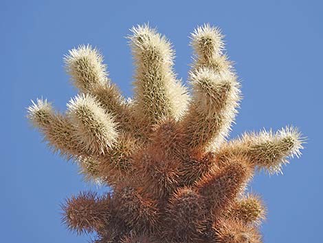 Teddybear Cholla (Cylindropuntia bigelovii)