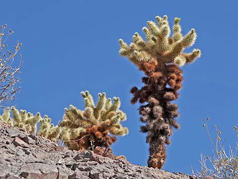 Teddybear Cholla (Opuntia bigelovii)