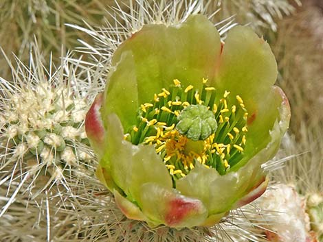 Teddybear Cholla (Cylindropuntia bigelovii)