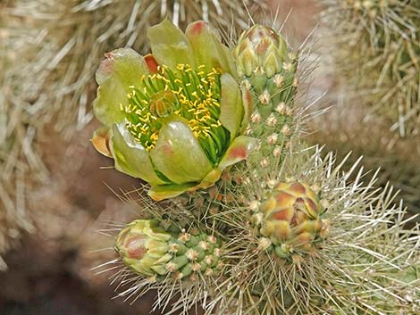 Teddybear Cholla (Cylindropuntia bigelovii)