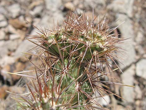 Golden Cholla (Cylindropuntia echinocarpa)