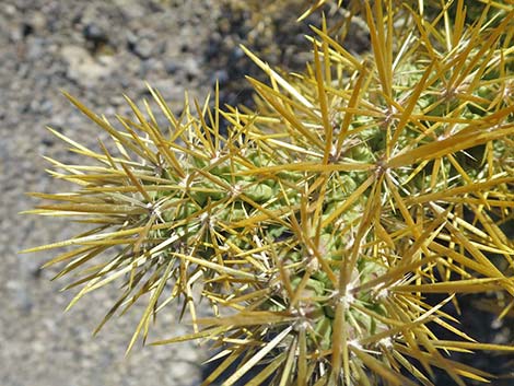 Golden Cholla (Cylindropuntia echinocarpa)