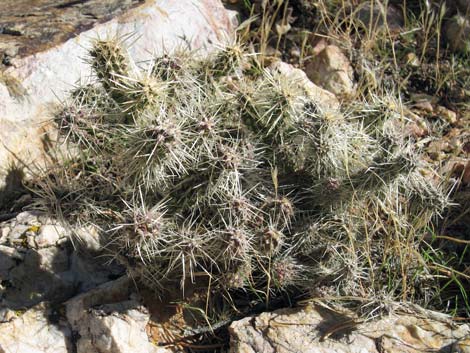 Silver Cholla (Cylindropuntia echinocarpa)