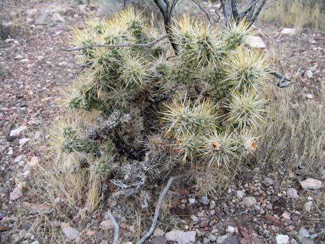 Silver Cholla (Cylindropuntia echinocarpa)