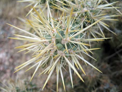 Silver Cholla (Cylindropuntia echinocarpa)