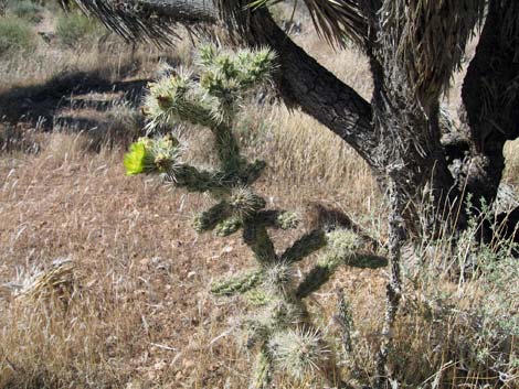 Silver Cholla (Cylindropuntia echinocarpa)