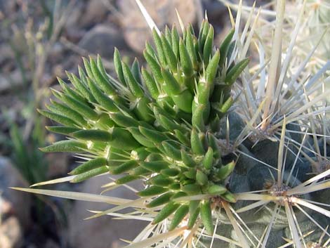 Silver Cholla (Cylindropuntia echinocarpa)