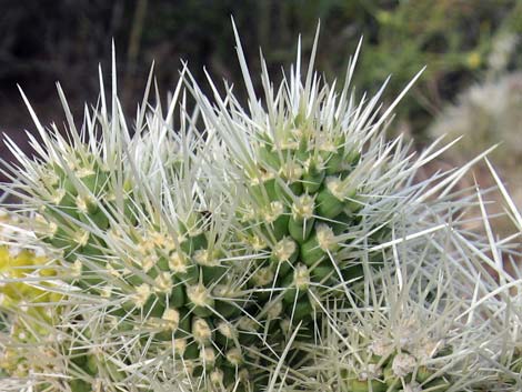 Blue Diamond Cholla (Cylindropuntia multigeniculata)