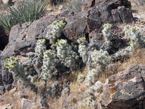 Blue Diamond Cholla (Cylindropuntia multigeniculata)