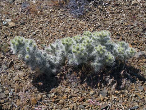 Blue Diamond Cholla (Cylindropuntia multigeniculata)