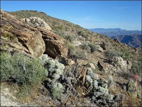 Blue Diamond Cholla (Cylindropuntia multigeniculata)