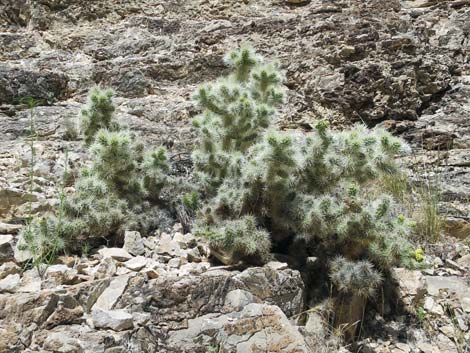 Blue Diamond Cholla (Cylindropuntia multigeniculata)