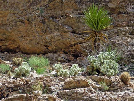 Blue Diamond Cholla (Cylindropuntia multigeniculata)