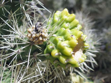 Blue Diamond Cholla (Cylindropuntia multigeniculata)