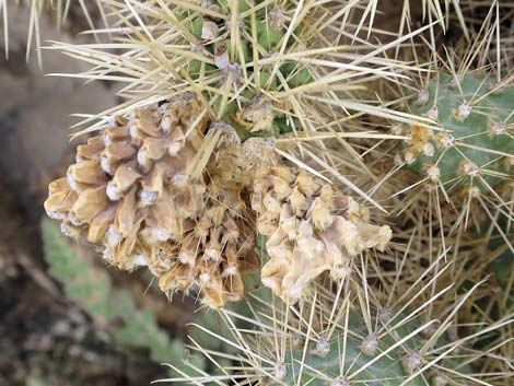 Blue Diamond Cholla (Cylindropuntia multigeniculata)