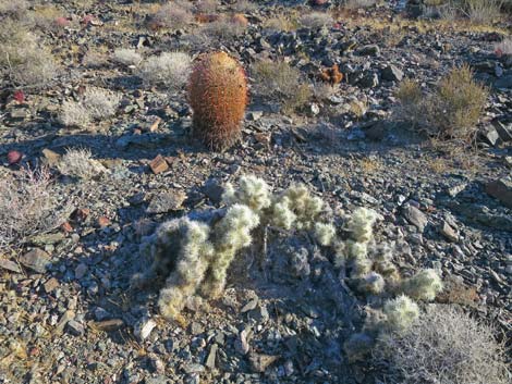 Blue Diamond Cholla (Cylindropuntia multigeniculata)