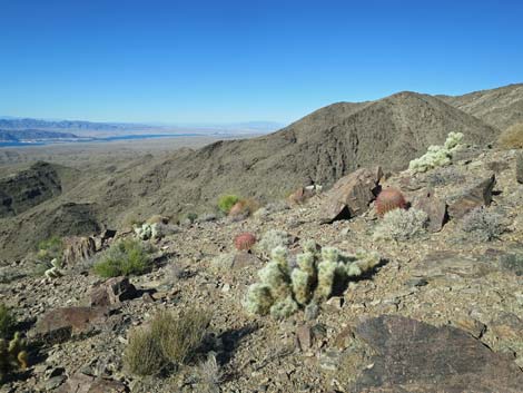 Blue Diamond Cholla (Cylindropuntia multigeniculata)