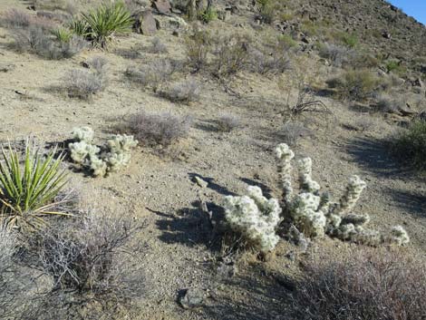 Blue Diamond Cholla (Cylindropuntia multigeniculata)