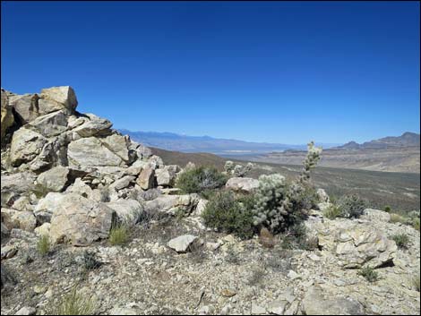 Blue Diamond Cholla (Cylindropuntia multigeniculata)