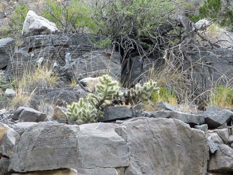 Blue Diamond Cholla (Cylindropuntia multigeniculata)