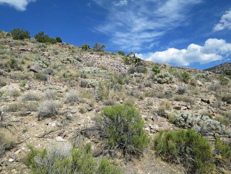 Blue Diamond Cholla (Cylindropuntia multigeniculata)