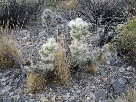 Blue Diamond Cholla (Cylindropuntia multigeniculata)