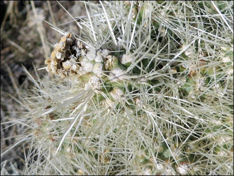 Blue Diamond Cholla (Cylindropuntia multigeniculata)