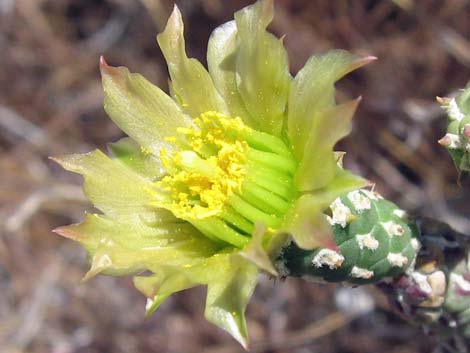 Pencil Cholla (Cylindropuntia ramosissima)