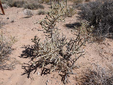 Pencil Cholla (Cylindropuntia ramosissima)