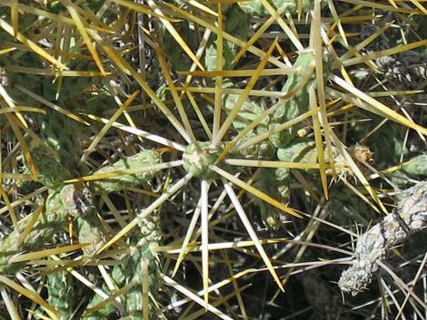 Pencil Cholla (Cylindropuntia ramosissima)