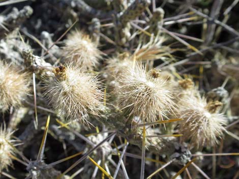 Pencil Cholla (Cylindropuntia ramosissima)