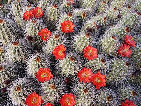 Baker Kingcup Cactus (Echinocereus bakeri)