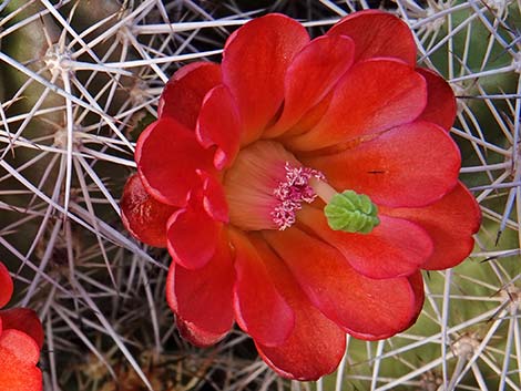 Baker Kingcup Cactus (Echinocereus bakeri)