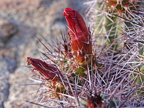 Baker Kingcup Cactus (Echinocereus bakeri)