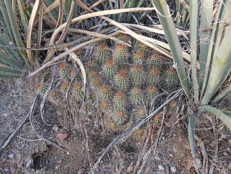 Baker Kingcup Cactus (Echinocereus bakeri)