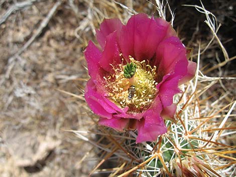 Engelmann's Hedgehog Cactus (Echinocereus engelmannii)