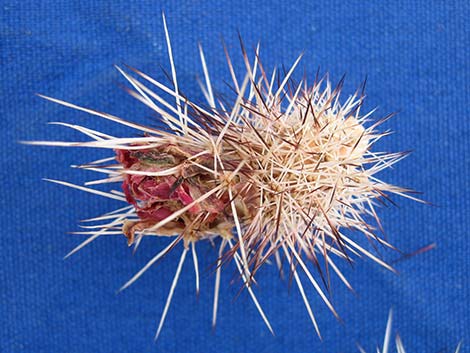 Engelmann's Hedgehog Cactus (Echinocereus engelmannii)