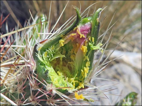 Engelmann's Hedgehog Cactus (Echinocereus engelmannii)